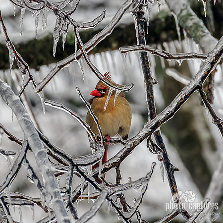 Female Northern Cardinal Ice Covered Branches square