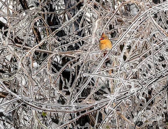 Female Northern Cardinal Ice Covered Branches