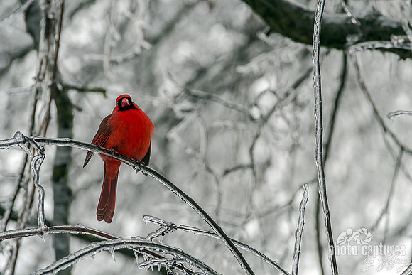 Icy Branch A vibrant male Northern Cardinal perched