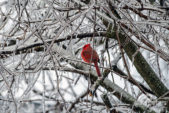 Perched on Ice Covered Branch Male Cardinal