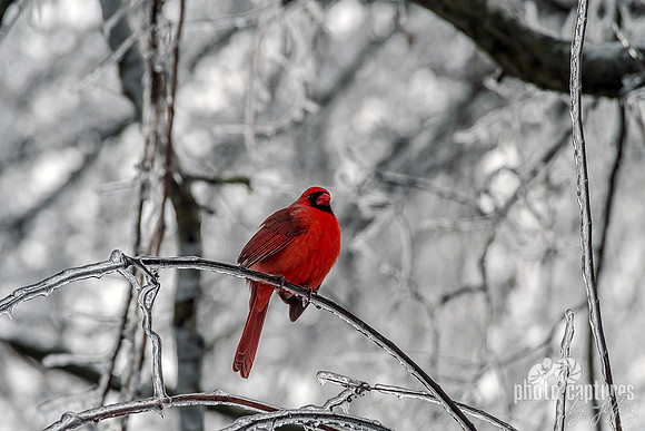 Vibrant male Northern Cardinal perched Ice Branch