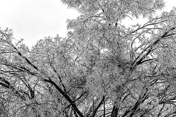 2026 Ice Covereds Trees West Nashville TN Black and White