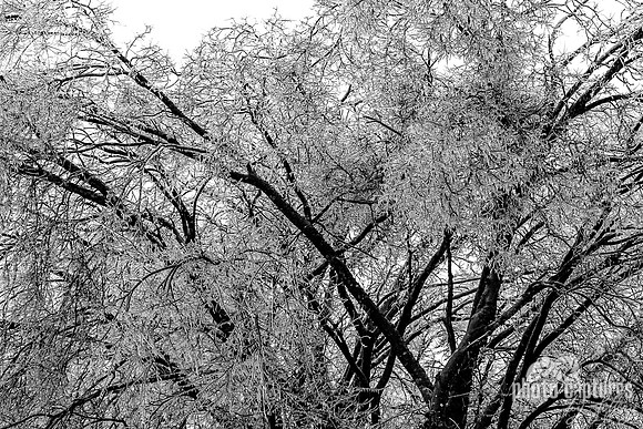 Icy Winter Tree From Wintery Storm 2026 Black and White