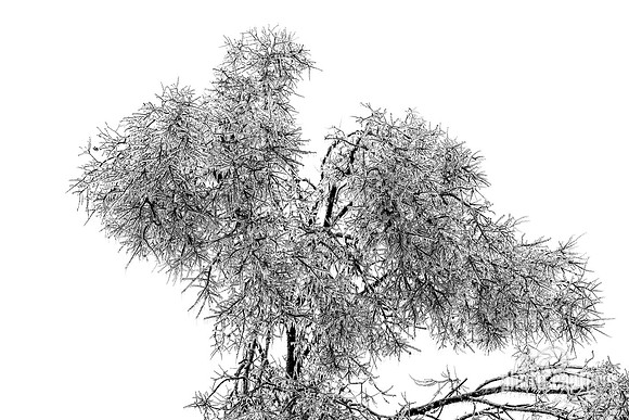Ice Covered Trees Winter Storm 2026 Black and White