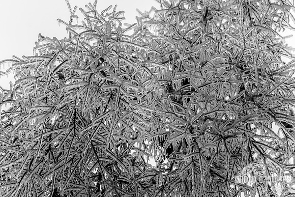 Ice Storm Branches Covered In Ice Black and White