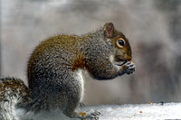 Eastern Gray Squirrel Eating Ice Covered Fence