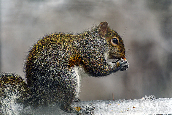 Eastern Gray Squirrel Eating Ice Covered Fence