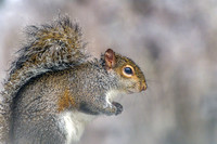 Eastern Gray Squirrel
