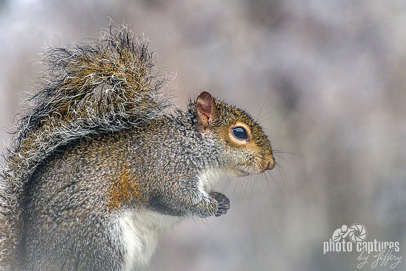Eastern Gray Squirrel