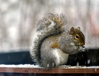 Eastern Gray Squirrel Eating
