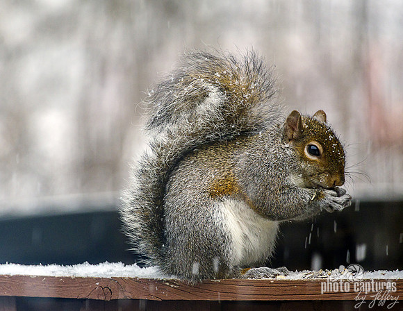 Eastern Gray Squirrel Eating