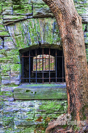 Tree Growing Alongside Spring House Woodlawn Memorial Park