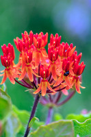 Butterfly Weed Asclepias tuberosa wildflower