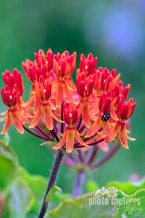 Butterfly Weed Asclepias tuberosa wildflower
