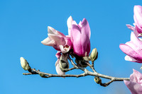 Lily Magnolia Pink Blooms on Tree