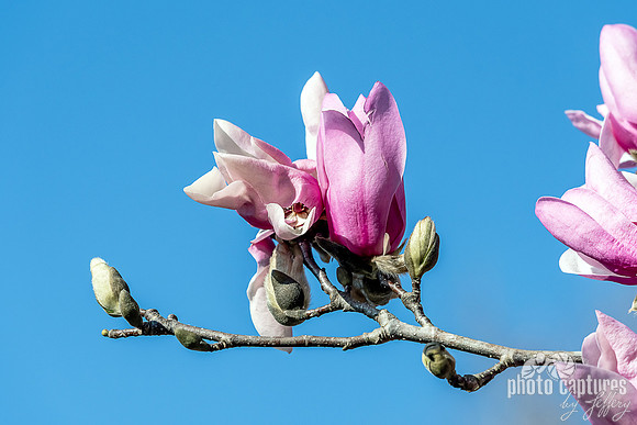 Lily Magnolia Pink Blooms on Tree