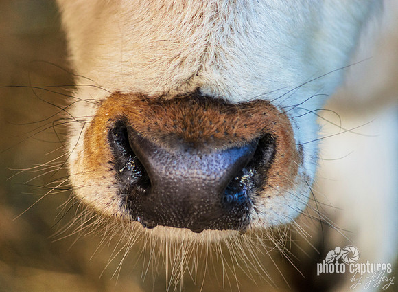 Snout Of Brahma Calf Jeff