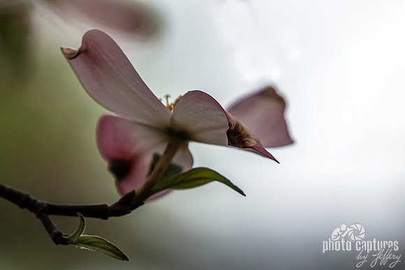 Elegant Springtime Pink Dogwood Tree Blooms