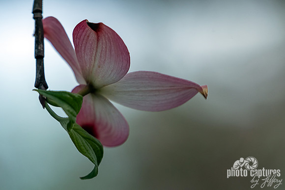 Long Petal Pink Dogwood