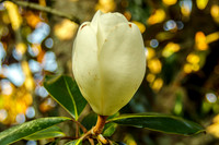 Dwarf Southern Magnolia Bloom