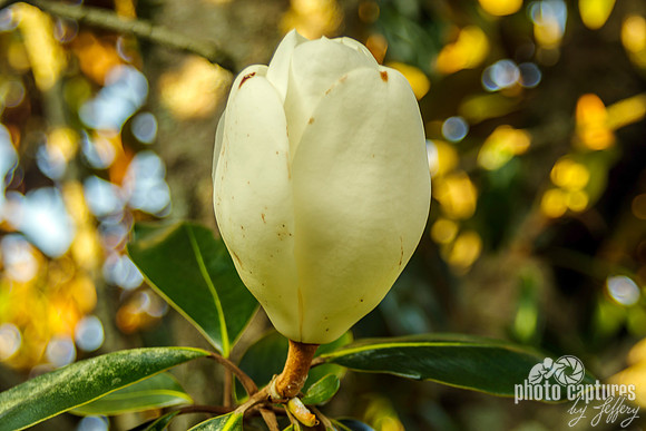Dwarf Southern Magnolia Bloom