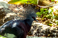 Victoria Crowned Pigeon in Aviary Unseen New World