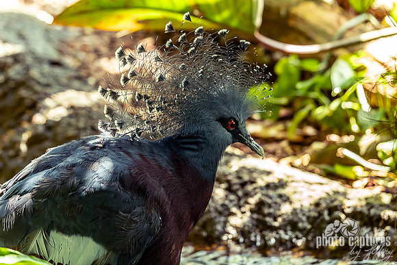 Victoria Crowned Pigeon in Aviary Unseen New World