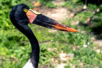 Red Yellow Black Bill Saddle-billed Stork