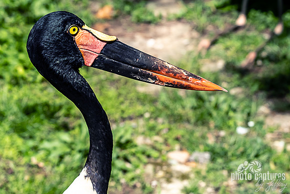 Red Yellow Black Bill Saddle-billed Stork