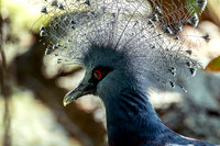 Side View Victoria Crowned Pigeon Aviary Unseen New World