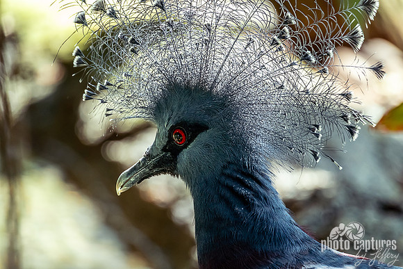 Side View Victoria Crowned Pigeon Aviary Unseen New World