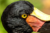 Red Yellow Black Bill Yellow Eyed Saddle-billed Stork
