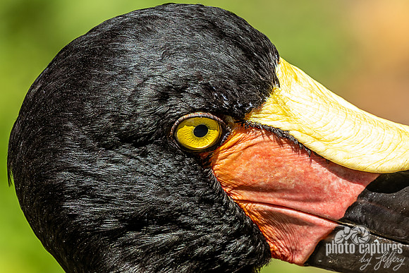 Red Yellow Black Bill Yellow Eyed Saddle-billed Stork