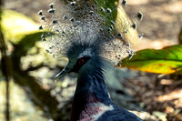 Elegant Victoria Crowned Pigeon Aviary Unseen New World