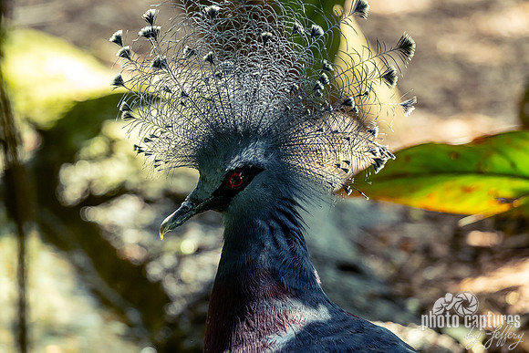 Elegant Victoria Crowned Pigeon Aviary Unseen New World