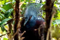 Victoria Crowned Pigeon Aviary Unseen New World