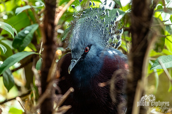 Victoria Crowned Pigeon Aviary Unseen New World