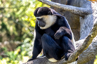 Colobus Guereza