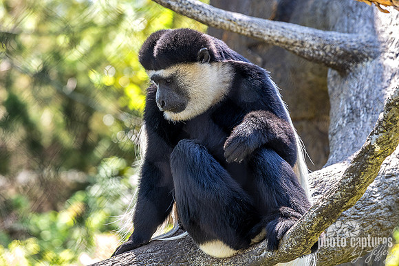 Colobus Guereza