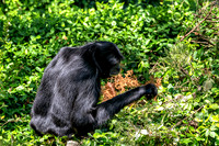 Siamang Gibbon Side View Picking Leaves