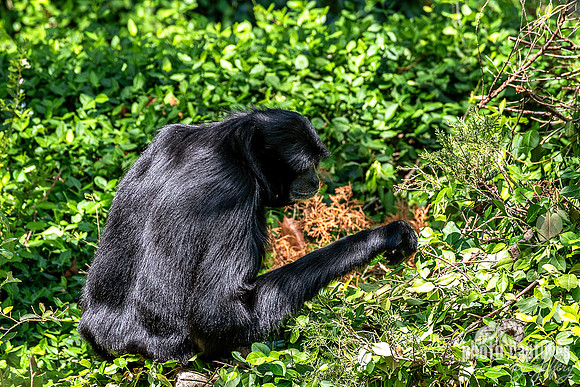 Siamang Gibbon Side View Picking Leaves