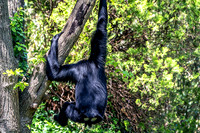 Backside View Siamang Gibbon