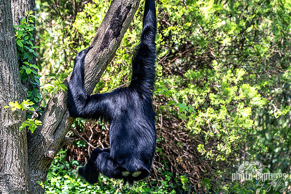 Backside View Siamang Gibbon
