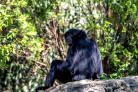 Siamang Gibbon Back View Looking Back