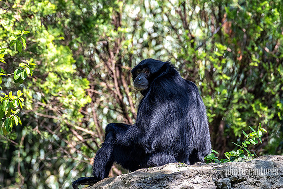 Siamang Gibbon Back View Looking Back