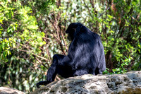 Siamang Gibbon Back View Looking Down