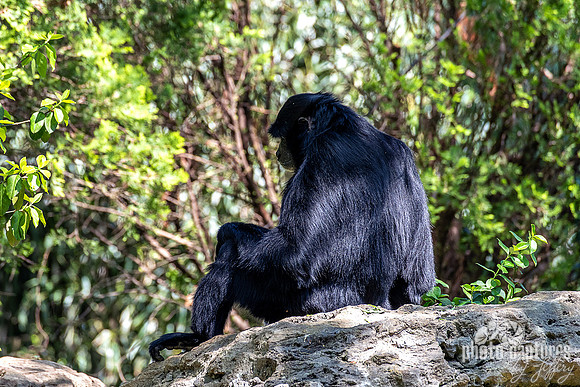 Siamang Gibbon Back View Looking Down
