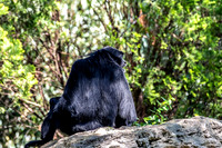 Siamang Gibbon Back View Looking Right