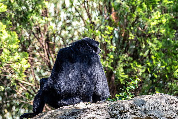 Siamang Gibbon Back View Looking Right
