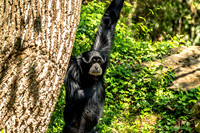 Siamang Gibbon Hanging Looking